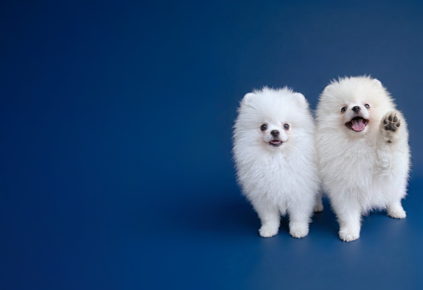 Pomerania
