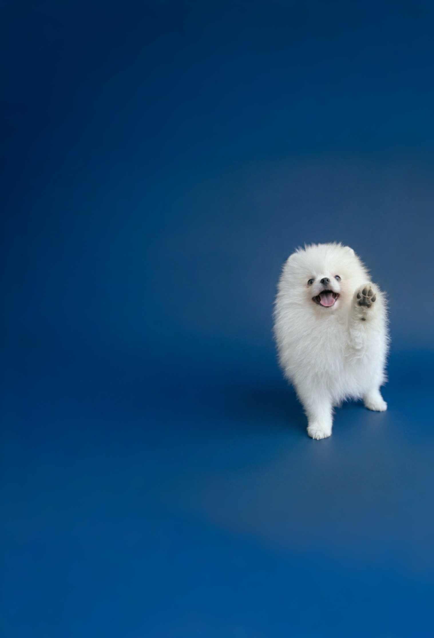 Pomerania